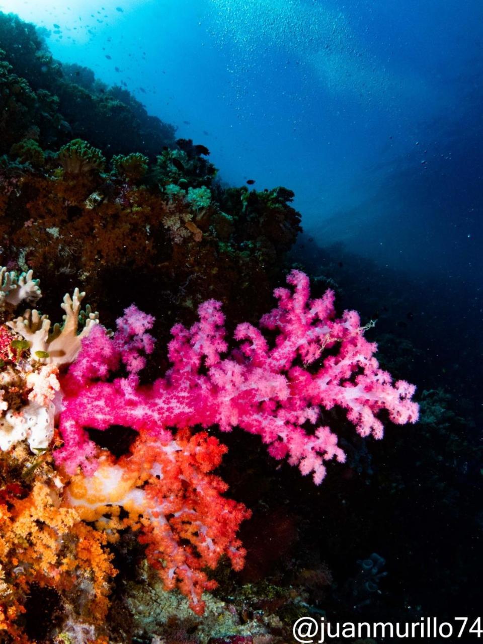 Marind Dive Eco Resort Waha Екстериор снимка