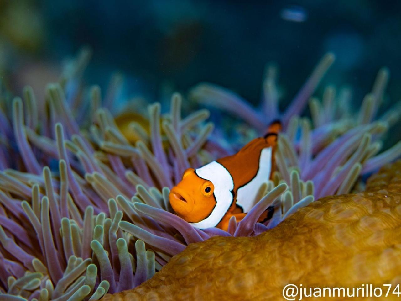 Marind Dive Eco Resort Waha Екстериор снимка